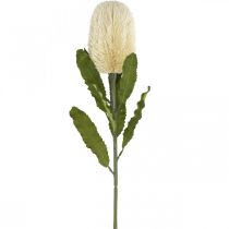Fleur Artificielle Banksia Blanc Crème Artificielle Exotiques 64cm