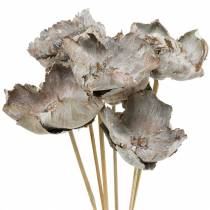 Fleurs de palmier sur bâtonnet Déco Blanchie Ø8-12cm 25pcs