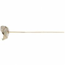 Article Fleurs séchées Palm Cup blanchi avec tige en bois - Set de 25