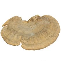 Article Éponge d'arbre champignons décoratifs naturels séchés 6cm 1kg