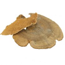 Article Éponge d&#39;arbre champignons décoratifs naturels séchés 6cm 1kg