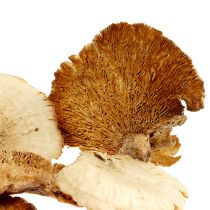 Article Éponge d&#39;arbre blanchie 1kg