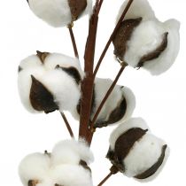 Branche de coton décoration naturelle 10 têtes sur fil décoration coton 68cm