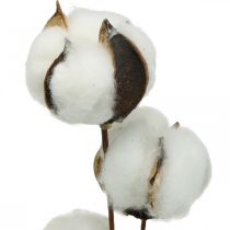 Article Branche de coton déco Branche déco en coton véritable 5 têtes 50cm