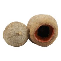 Article Bellgum capsule de fruit de cloche fruit décoration naturelle marron 500g