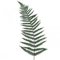 Fougère de montagne fougère décorative feuilles de fougère préservées vert 45cm 20pcs