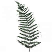 Article Fougère de montagne fougère décorative feuilles de fougère stabilisées vert 45cm 20 pcs