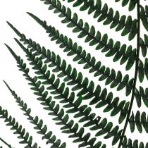 Article Fougère de montagne fougère décorative feuilles de fougère stabilisées vert 45cm 20 pcs