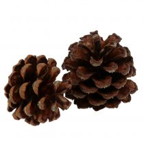 Pomme de pin de montagne petite nature 1kg