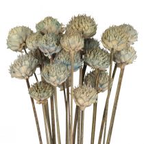 Décoration Fleurs Séchées Marguerite Sauvage Bleu Vert H36cm 20pcs