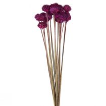Décoration fleurs séchées Wild Daisy violet H36cm 20pcs