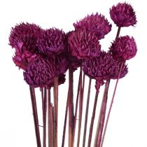 Décoration fleurs séchées Wild Daisy violet H36cm 20pcs