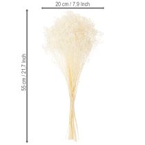Article Fleurs séchées blanchies Broom Bloom, blanches, longue conservation, 100 g