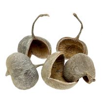 Article Noix de Bouddha séchées Buddha Nuts blanchies 8-10cm 10pcs