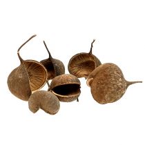 Noix de bouddha nature 15pcs