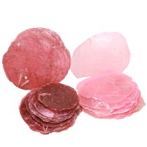 Article Coquillages déco Capiz Rose 5 cm - 8 cm Mélange 60 pièces