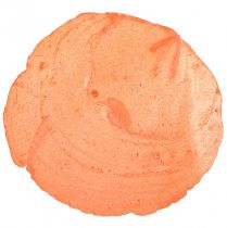 Article Coquilles de Capiz Tranches de Capiz tranches de nacre orange 7,5–9,5 cm 300g
