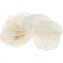 Article Coquillages maritimes, Capiz 5–10 cm, nacre, article naturel 1 kg