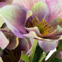 Article Bouquet de fleurs artificielles Hellébores violettes 35 cm - Lot de 6