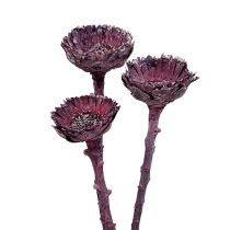 Article Compacta Rosette Mûre Givrée 20 pcs