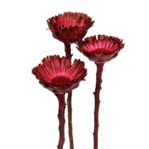 Article Protéa Compacta Rosace séchée Fuchsia Ø4-6cm 40 pcs
