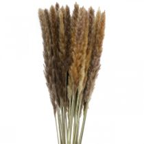 Article Herbe sèche herbe de pampa bouquet naturel 80cm