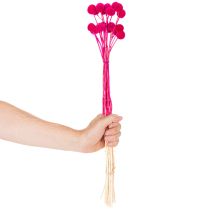 Article Craspedia séchées bouquet 55 cm 20 tiges rose