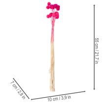 Article Craspedia séchées bouquet 55 cm 20 tiges rose