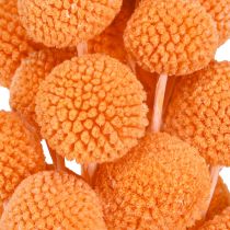 Article Craspédie globuleuse Fleurs séchées Orange 50-55cm 20pcs