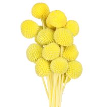 Article Craspedia fleurs séchées colorées jaune-vert 50-55cm 20pcs
