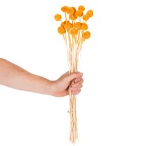 Article Craspedia séchée bouquet 55 cm orange 20 tiges