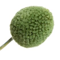 Article Fleurs séchées Craspedia vertes 55 cm – Lot de 20 tiges