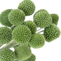 Article Fleurs séchées Craspedia vertes 55 cm – Lot de 20 tiges