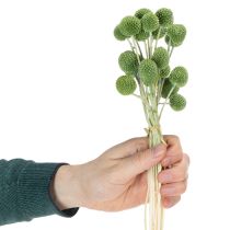 Article Boules de fleurs de Craspedia séchées pour une décoration automnale élégante, 55 cm, 20 pièces