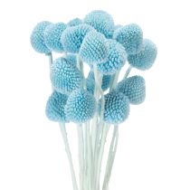 Article Décoration de fleurs séchées Craspedia pour vase, style minimaliste, décoration estivale longue durée, 55 cm, lot de 20