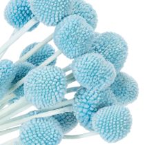 Article Craspedia fleurs séchées bleues 55 cm - Lot de 20