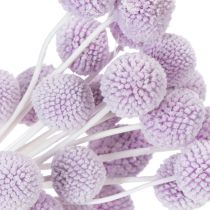 Article Craspedia fleurs séchées lilas clair 55 cm – Lot de 20 tiges