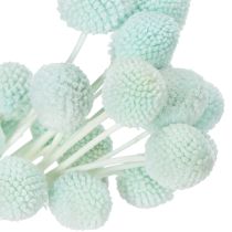 Article Bouquet de fleurs séchées Craspedia 55 cm couleur menthe – Lot de 20
