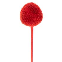Article Fleurs séchées Craspedia rouges, tiges longues 55 cm, lot de 20