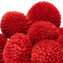 Article Fleurs séchées Craspedia rouges, tiges longues 55 cm, lot de 20