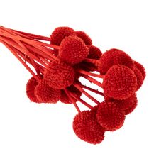 Article Fleurs séchées Craspedia rouges, tiges longues 55 cm, lot de 20