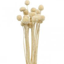 Article Craspedia pilons de crème séchée fleuriste sèche 20 pcs