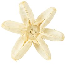 Article Fleur décorative blanchie 12 pcs