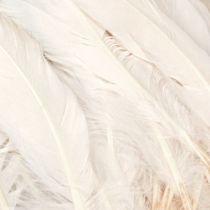 Article Plumes décoratives véritables plumes d&#39;oiseaux champagne 20g
