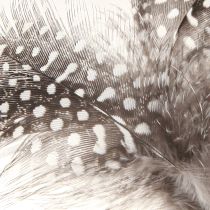 Article Plumes Décoratives Pintade Pointillées sur Bâton Naturel L35cm 12 Pcs