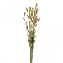 Lagurus Séché, Lagurus Fleurs Séchées, Lagurus Herbe Naturel L30–70cm 45g
