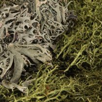 Article Mousse décorative – véritable mousse et lichen pour compositions florales 250 g