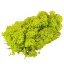 Article Mousse déco mousse de rennes vert clair stabilisée 400g