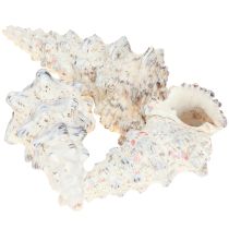 Article Coquilles d&#39;escargot décoratives noires et blanches, coquille décoration naturelle 1kg