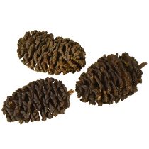 Article Cônes décoratifs en aulne naturel pour la décoration 3-4 cm 200 g